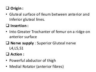  Origin :
• Gluteal surface of Ileum between anterior and
Inferior gluteal lines.
 Insertion :
• Into Greater Trochanter of femur on a ridge on
anterior surface
 Nerve supply : Superior Gluteal nerve
L4,L5,S1
 Action :
• Powerful abductor of thigh
• Medial Rotator (anterior fibres)
 