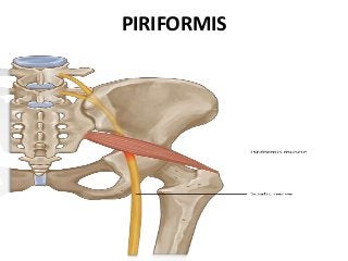PIRIFORMIS
 