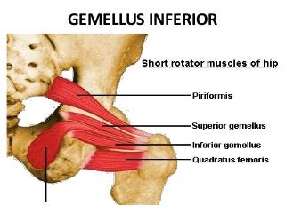 GEMELLUS INFERIOR
 