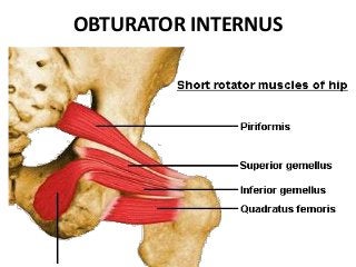 OBTURATOR INTERNUS
 