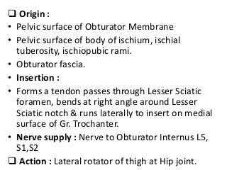  Origin :
• Pelvic surface of Obturator Membrane
• Pelvic surface of body of ischium, ischial
tuberosity, ischiopubic rami.
• Obturator fascia.
• Insertion :
• Forms a tendon passes through Lesser Sciatic
foramen, bends at right angle around Lesser
Sciatic notch & runs laterally to insert on medial
surface of Gr. Trochanter.
• Nerve supply : Nerve to Obturator Internus L5,
S1,S2
 Action : Lateral rotator of thigh at Hip joint.
 