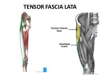 TENSOR FASCIA LATA
 