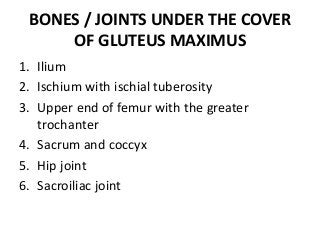 BONES / JOINTS UNDER THE COVER
OF GLUTEUS MAXIMUS
1. Ilium
2. Ischium with ischial tuberosity
3. Upper end of femur with the greater
trochanter
4. Sacrum and coccyx
5. Hip joint
6. Sacroiliac joint
 