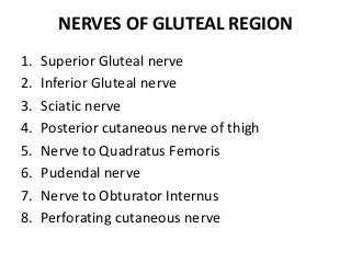 NERVES OF GLUTEAL REGION
1. Superior Gluteal nerve
2. Inferior Gluteal nerve
3. Sciatic nerve
4. Posterior cutaneous nerve of thigh
5. Nerve to Quadratus Femoris
6. Pudendal nerve
7. Nerve to Obturator Internus
8. Perforating cutaneous nerve
 