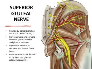 SUPERIOR
GLUTEAL
NERVE
• Formed by dorsal branches
of ventral rami of L4, L5, S1
• Curves upward and forward
between gluteus medius
and gluteus minimus.
• Supplies G. Medius, G.
Minimus and Tensor fascia
latae.
• Provides an articular branch
to hip joint and gives no
cutaneous branch.
 