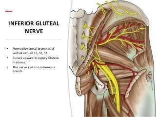 INFERIOR GLUTEAL
NERVE
• Formed by dorsal branches of
ventral rami of L5, S1, S2.
• Curves upward to supply Gluteus
maximus.
• This nerve gives no cutaneous
branch.
 