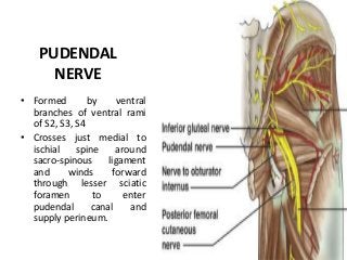 PUDENDAL
NERVE
• Formed by ventral
branches of ventral rami
of S2, S3, S4
• Crosses just medial to
ischial spine around
sacro-spinous ligament
and winds forward
through lesser sciatic
foramen to enter
pudendal canal and
supply perineum.
 