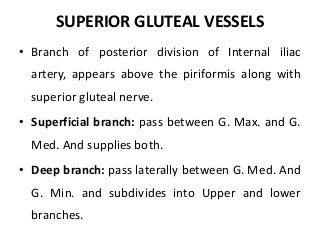 SUPERIOR GLUTEAL VESSELS
• Branch of posterior division of Internal iliac
artery, appears above the piriformis along with
superior gluteal nerve.
• Superficial branch: pass between G. Max. and G.
Med. And supplies both.
• Deep branch: pass laterally between G. Med. And
G. Min. and subdivides into Upper and lower
branches.
 