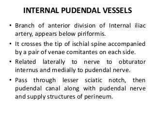 INTERNAL PUDENDAL VESSELS
• Branch of anterior division of Internal iliac
artery, appears below piriformis.
• It crosses the tip of ischial spine accompanied
by a pair of venae comitantes on each side.
• Related laterally to nerve to obturator
internus and medially to pudendal nerve.
• Pass through lesser sciatic notch, then
pudendal canal along with pudendal nerve
and supply structures of perineum.
 