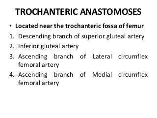 TROCHANTERIC ANASTOMOSES
• Located near the trochanteric fossa of femur
1. Descending branch of superior gluteal artery
2. Inferior gluteal artery
3. Ascending branch of Lateral circumflex
femoral artery
4. Ascending branch of Medial circumflex
femoral artery
 