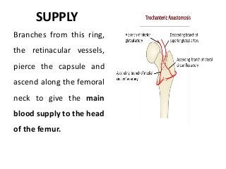 SUPPLY
Branches from this ring,
the retinacular vessels,
pierce the capsule and
ascend along the femoral
neck to give the main
blood supply to the head
of the femur.
 