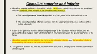 Gemellus superior and inferior
• Gemellus superior and inferior (gemelli is Latin for twins) are a pair of triangular muscles associated
with the upper and lower margins of the obturator internus tendon
 The base of gemellus superior originates from the gluteal surface of the ischial spine
 The base of gemellus inferior originates from the upper gluteal and pelvic surfaces of the
ischial tuberosity.
• Fibers of the gemellus muscles attach along the length of the obturator internus tendon, and the
apices of the two muscles insert with the tendon of obturator internus on the greater trochanter of the
femur
• Gemellus superior is innervated by the nerve to the obturator internus, and the gemellus inferior is
innervated by the nerve to the quadratus femoris.
• The gemellus muscles act with the obturator internus muscle to laterally rotate and abduct the femur
at the hip joint.
 
