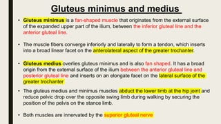 • Gluteus minimus is a fan-shaped muscle that originates from the external surface
of the expanded upper part of the ilium, between the inferior gluteal line and the
anterior gluteal line.
• The muscle fibers converge inferiorly and laterally to form a tendon, which inserts
into a broad linear facet on the anterolateral aspect of the greater trochanter.
Gluteus minimus and medius
• Gluteus medius overlies gluteus minimus and is also fan shaped. It has a broad
origin from the external surface of the ilium between the anterior gluteal line and
posterior gluteal line and inserts on an elongate facet on the lateral surface of the
greater trochanter
• The gluteus medius and minimus muscles abduct the lower limb at the hip joint and
reduce pelvic drop over the opposite swing limb during walking by securing the
position of the pelvis on the stance limb.
• Both muscles are innervated by the superior gluteal nerve
 