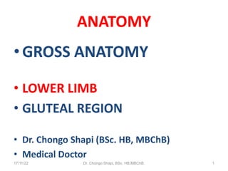 ANATOMY
• GROSS ANATOMY
• LOWER LIMB
• GLUTEAL REGION
• Dr. Chongo Shapi (BSc. HB, MBChB)
• Medical Doctor
17/11/22 Dr. Chongo Shapi, BSc. HB,MBChB. 1
 