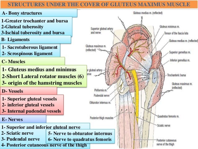 gluteal region
