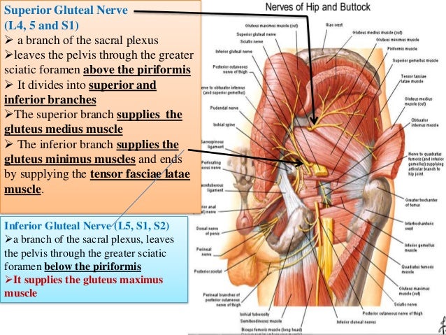 Gluteal region muscles diagram