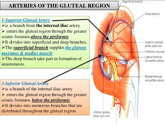 gluteal region