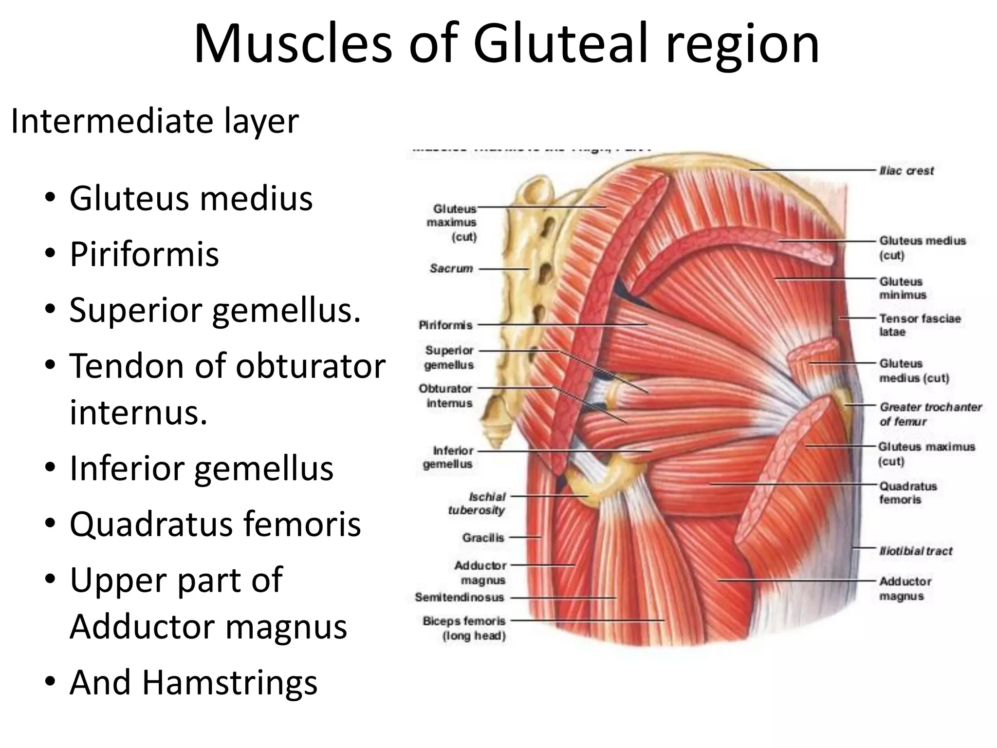 gluteal_region_and_back_thigh_gk.pdf