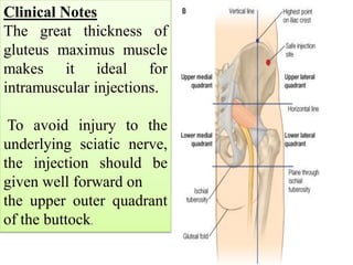 gluteal_region_ash.pdyujjjjjjjfdðrfvchjb | PDF