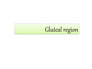 Gluteal region
 