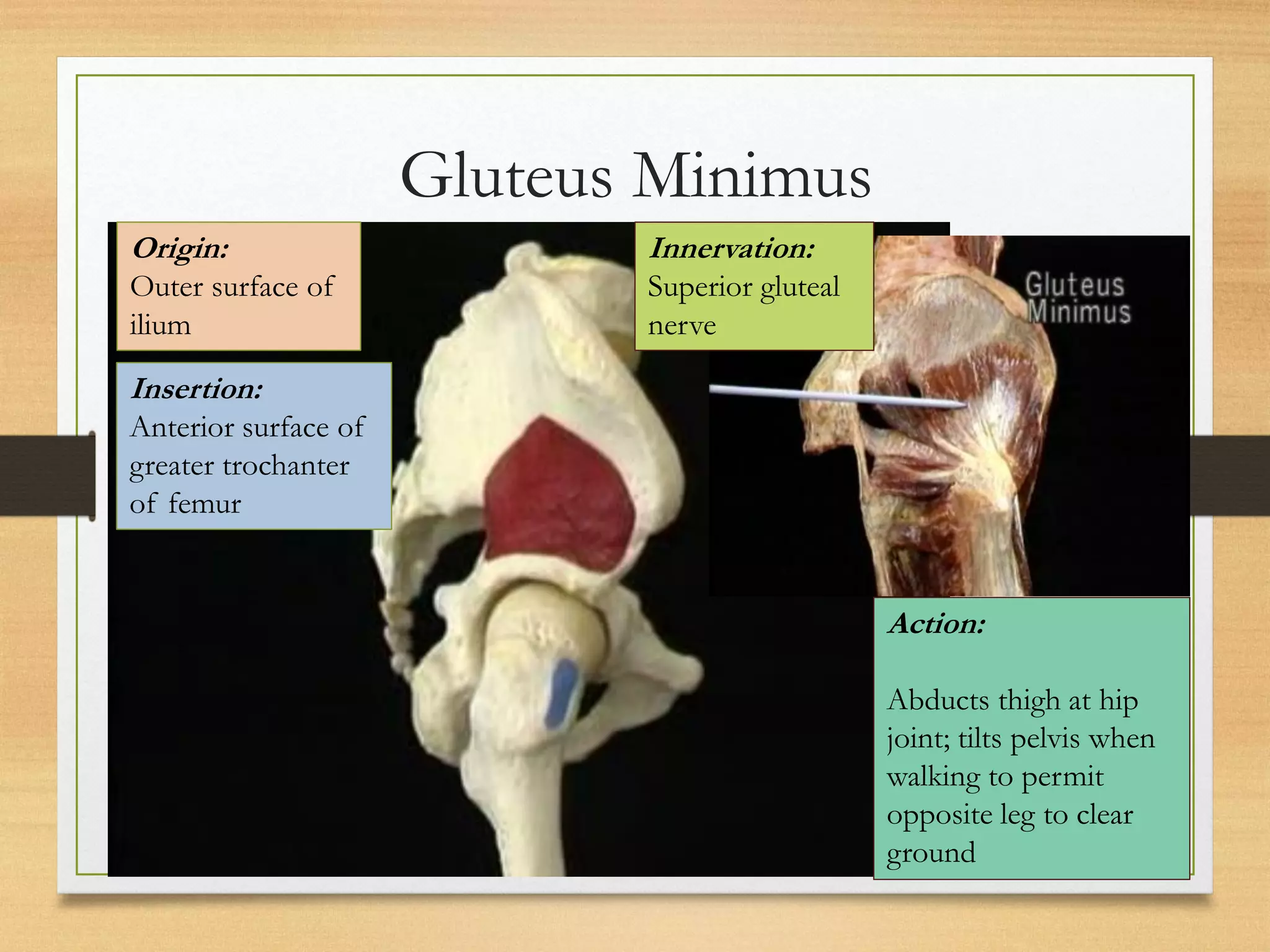 Forget The Hype: The Real Difference Between Gluteal Folds And Clefts - pgbaz0z