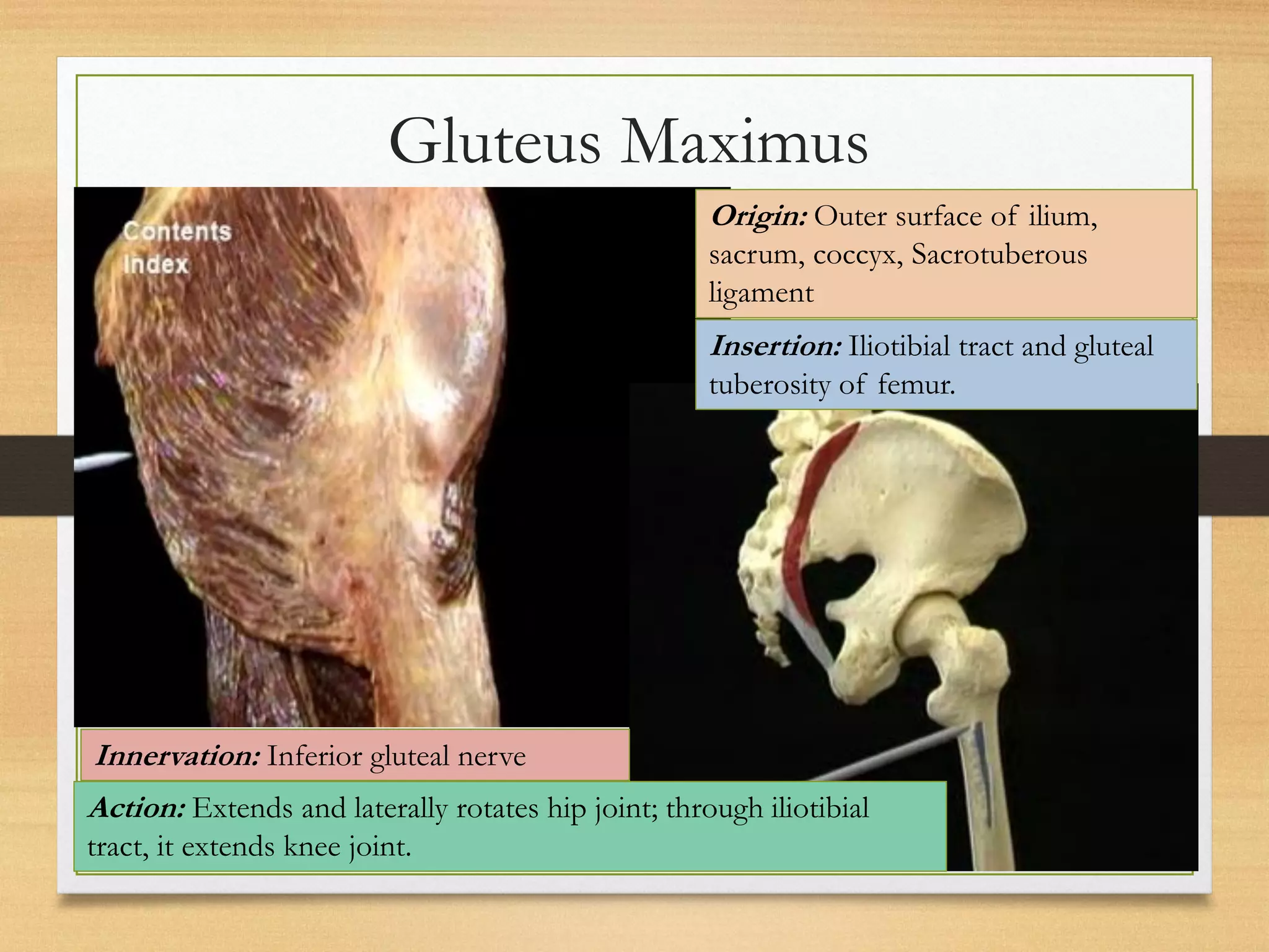 Forget The Hype: The Real Difference Between Gluteal Folds And Clefts - gmwruwq