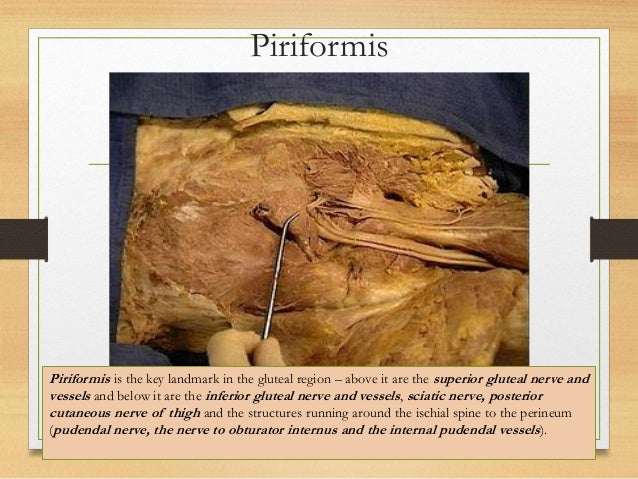 Gluteal region clinical anatomy