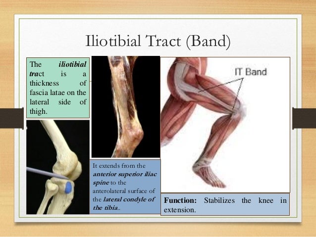 Gluteal region clinical anatomy