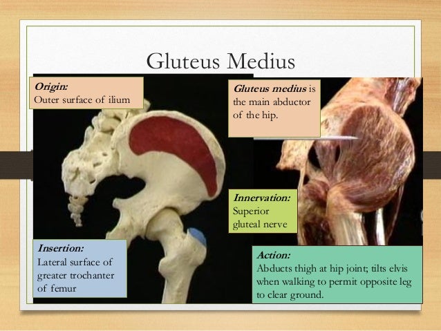 Gluteal region clinical anatomy