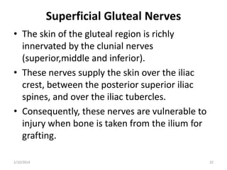 Superficial Gluteal Nerves
• The skin of the gluteal region is richly
innervated by the clunial nerves
(superior,middle and inferior).
• These nerves supply the skin over the iliac
crest, between the posterior superior iliac
spines, and over the iliac tubercles.
• Consequently, these nerves are vulnerable to
injury when bone is taken from the ilium for
grafting.
2/10/2014

32

 