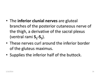 • The inferior clunial nerves are gluteal
branches of the posterior cutaneous nerve of
the thigh, a derivative of the sacral plexus
(ventral rami S1-S3).
• These nerves curl around the inferior border
of the gluteus maximus.
• Supplies the inferior half of the buttock.

2/10/2014

34

 