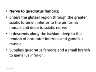 • Nerve to quadratus femoris;
• Enters the gluteal region through the greater
sciatic foramen inferior to the piriformis
muscle and deep to sciatic nerve.
• It descends along the ischium deep to the
tendon of obturator internus and gamellus
muscle.
• Supplies quadratus femoris and a small branch
to gamellus inferior.
2/10/2014

41

 
