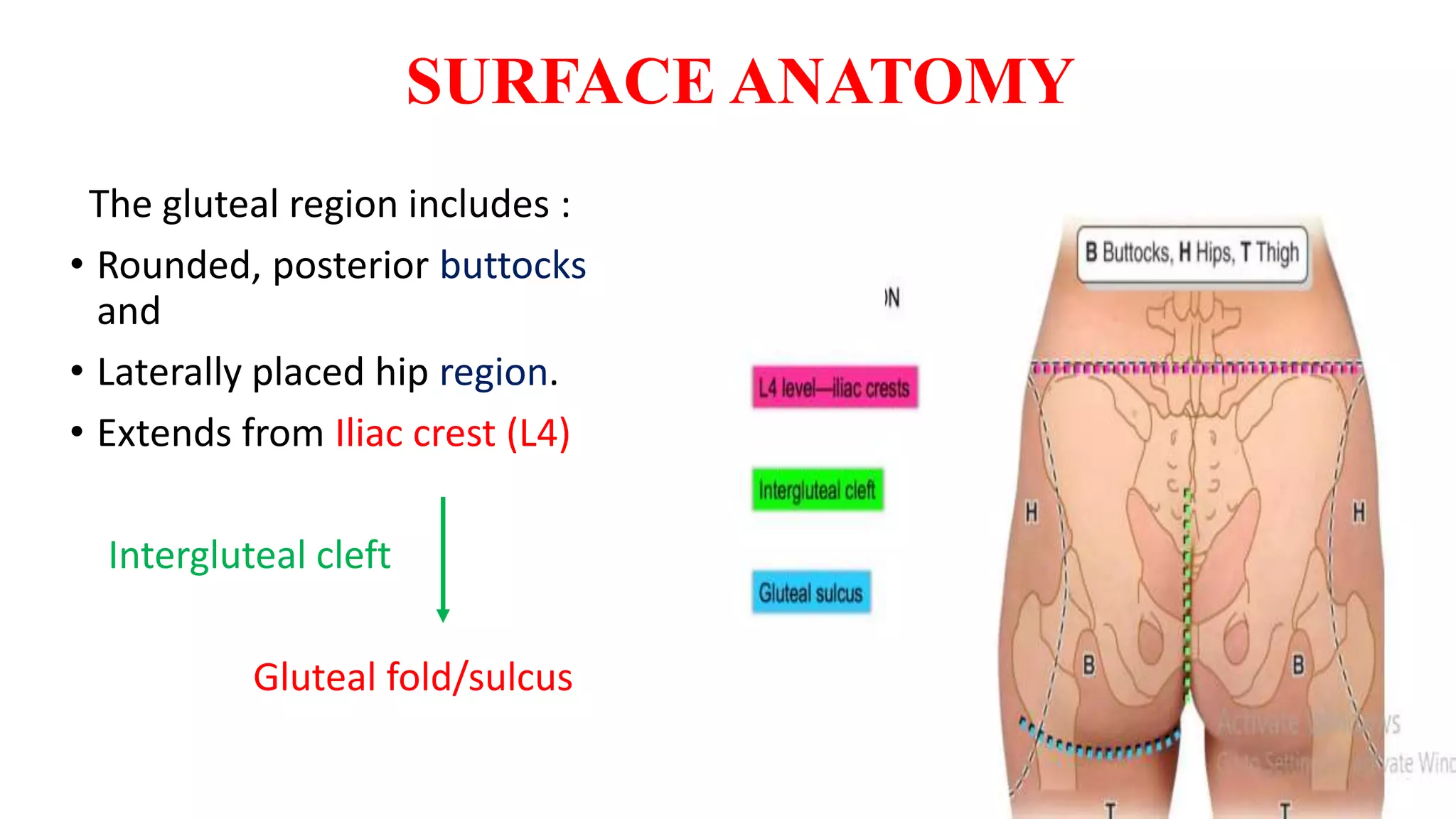 Cleft Bottom Gluteal Cleft Surface Anatomy