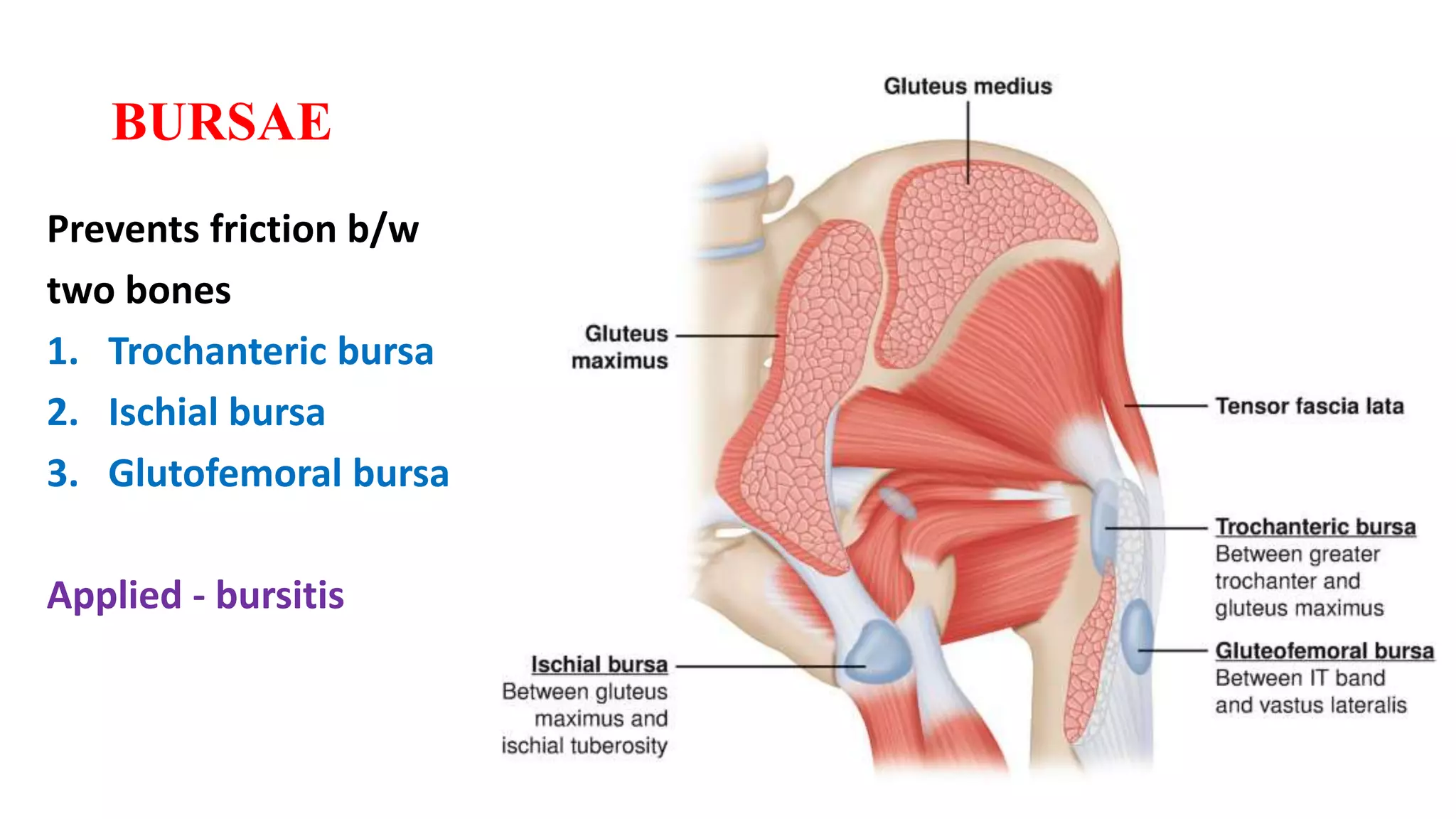GLUTEAL REGION DR MONIKA SHARMA.pptx