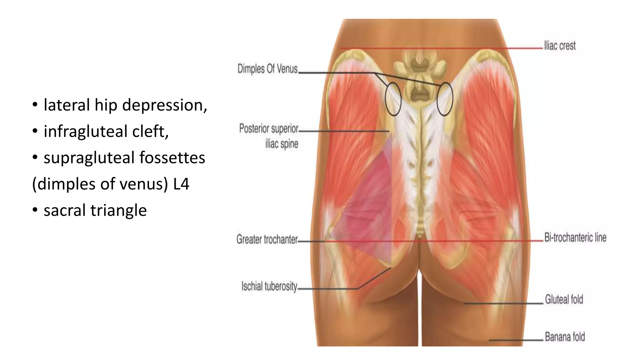 GLUTEAL REGION DR MONIKA SHARMA.pptx