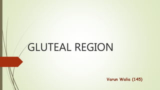GLUTEAL REGION
Varun Walia (145)
 
