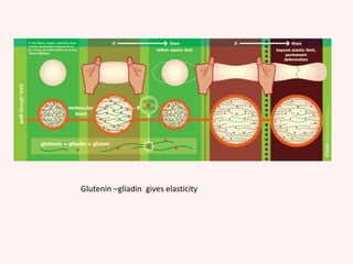 Glutenin –gliadin gives elasticity
 