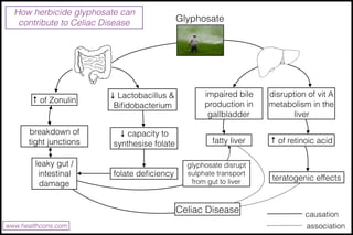 www.healthcons.com
How herbicide glyphosate can
contribute to Celiac Disease Glyphosate
↑ of Zonulin
breakdown of
tight ju...