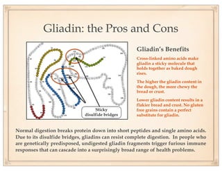Gliadin: the Pros and Cons
                                                    Gliadin’s Benefits
                                                    Cross-linked amino acids make
                                                    gliadin a sticky molecule that
                                                    holds together as baked dough
                                                    rises.
                                                    The higher the gliadin content in
                                                    the dough, the more chewy the
                                                    bread or crust.
                                                    Lower gliadin content results in a
                                                    flakier bread and crust. No gluten
                                   Sticky           free grains contain a perfect
                              disulfide bridges     substitute for gliadin.


Normal digestion breaks protein down into short peptides and single amino acids.
Due to its disulfide bridges, gliadins can resist complete digestion. In people who
are genetically predisposed, undigested gliadin fragments trigger furious immune
responses that can cascade into a surprisingly broad range of health problems.
 