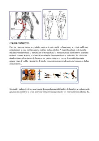 FORTALECIMIENTO
Ejercitar esta musculatura te ayudará a mantenerte más estable en la carrera y te evitará problemas
articulares en la zona lumbar, cadera, rodilla e incluso tobillos. A mayor linealidad en la marcha,
más eficientes seremos y la transmisión de fuerzas hacia la musculatura de los miembros inferiores
será más potente. Además, a la hora de absorber las fuerzas excéntricas en la caída del salto o las
deceleraciones, altos niveles de fuerza en los glúteos evitarán el exceso de rotación interna de
cadera, valgo de rodilla y pronación de tobillo (movimientos desencadenantes de lesiones en dichas
articulaciones).
No olvides incluir ejercicios para trabajar la musculatura estabilizadora de la cadera y verás como la
ganancia de equilibrio te ayuda a mejorar en tu mecánica postural y los entrenamientos del día a día.
 