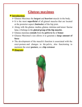 Gluteus maximus
 Introduction:
 Gluteus Maximus the largest and heaviest muscle in the body.
 It is the most superficial of all gluteal muscles that are located
at the posterior aspect (buttocks) of the hip joint.
 Along with the gluteus medius, gluteus minimus and tensor fasciae
latae, it belongs to the gluteal group of the hip muscles.
 Gluteus maximus extends from the pelvis to the of femur.
 Gluteus Maximus's size allows it to generate a large amount of
force
 The development of the muscle's function is associated with the
erect posture and changes to the pelvis, also functioning to
maintain the erect posture, as a hip extensor
 Diagram:
 