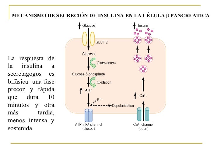 Glut y regulacion de la secrecion de la insulina Glut y regulacion de la secrecion de la insulina