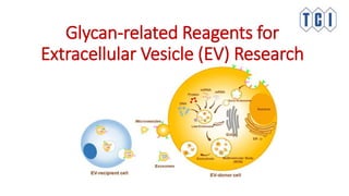 Glycan-related Reagents for
Extracellular Vesicle (EV) Research
 