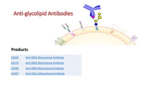 Products
A2505 Anti-GM1 Monoclonal Antibody
A2576 Anti-GM2 Monoclonal Antibody
A2582 Anti-GM3 Monoclonal Antibody
A2507 Anti-GD1a Monoclonal Antibody
Anti-glycolipid Antibodies
 
