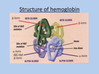 Structure of hemoglobin
 