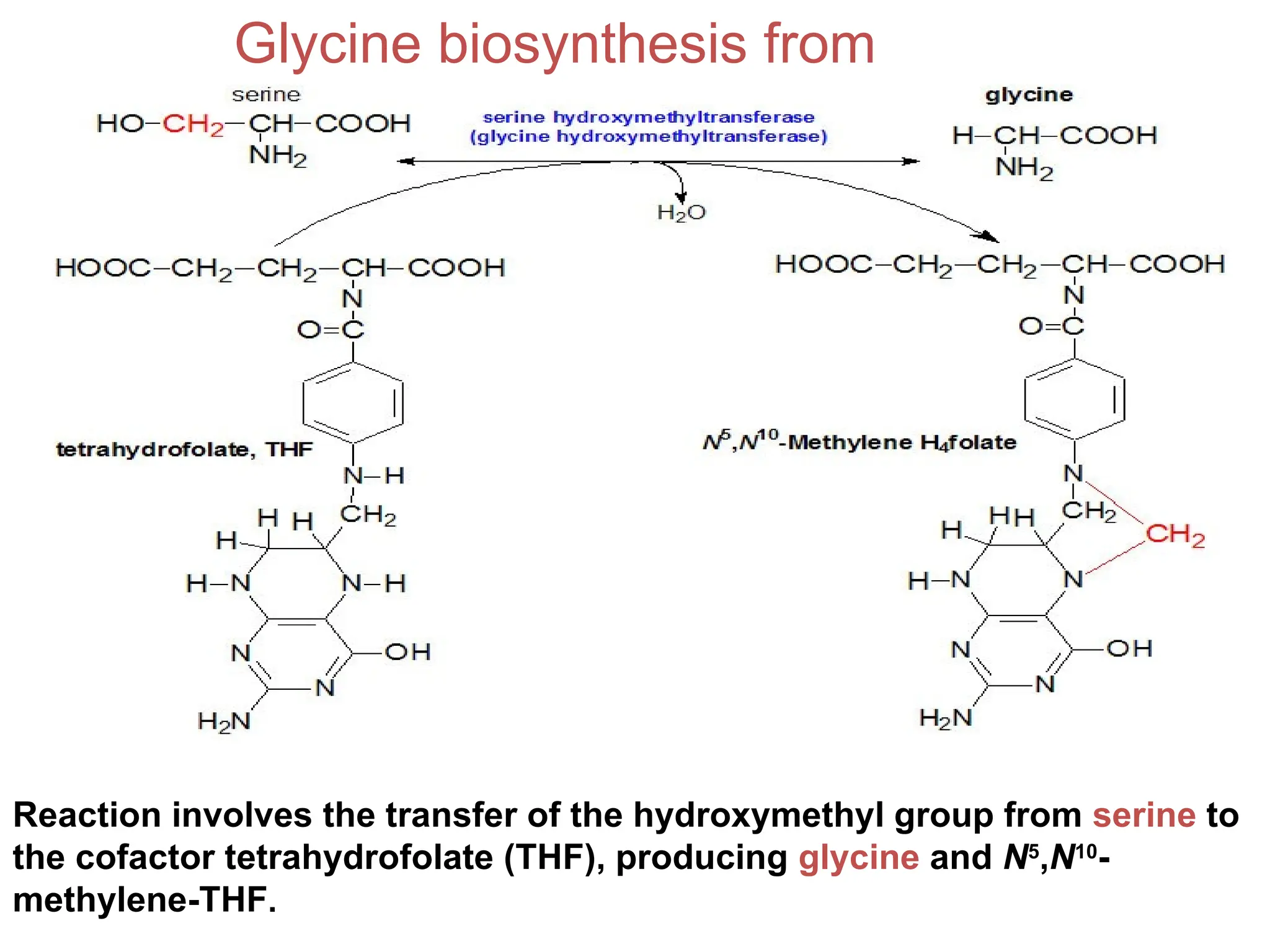 GLYCINE METABOLISM pptxnnnnnnnnnmmmmmmmm PPTX