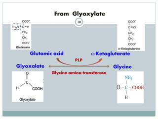Glycine metabolism and specialised products of amino acids | PPTX