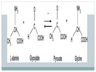Glycine metabolism and specialised products of amino acids | PPTX