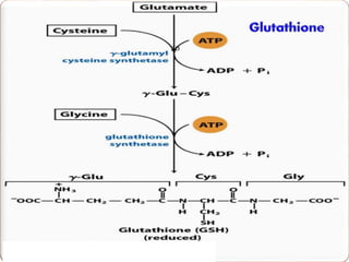Glycine metabolism and specialised products of amino acids | PPTX