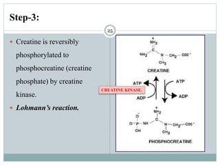 Glycine metabolism and specialised products of amino acids | PPTX